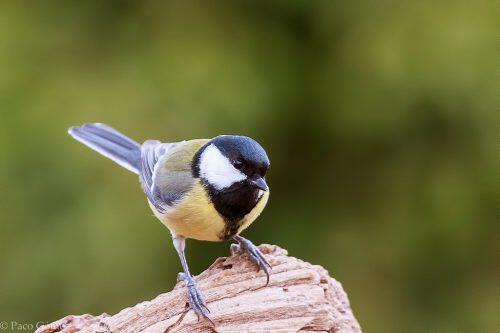 carbonero-comun-pajaro-ave