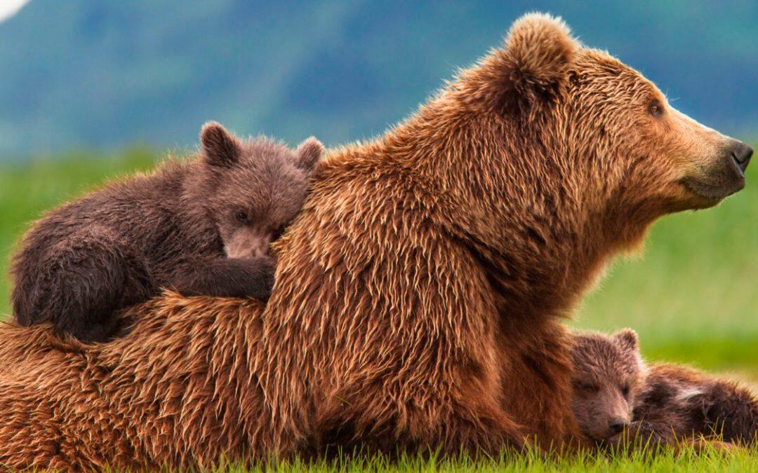 ¿Por que los ataques del oso pardo, ya ocurren mas?