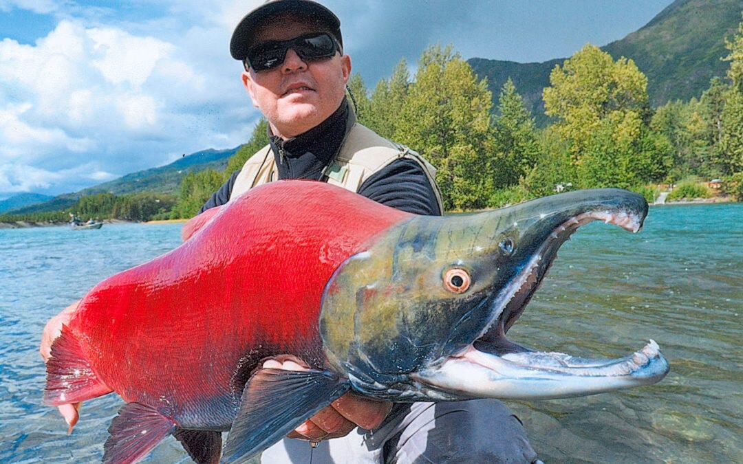 ¿Cuáles son los efectos del cambio climático, sobre ciclo vital de los salmones rojos?