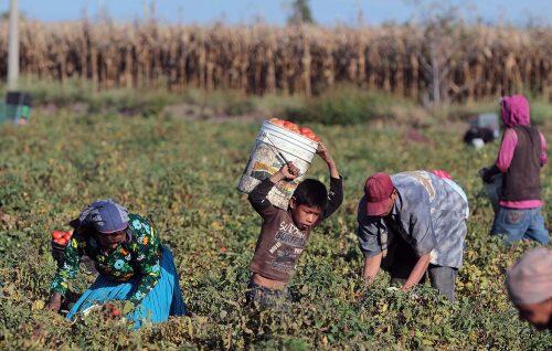 trabajo-infantil-FAO-agricultura