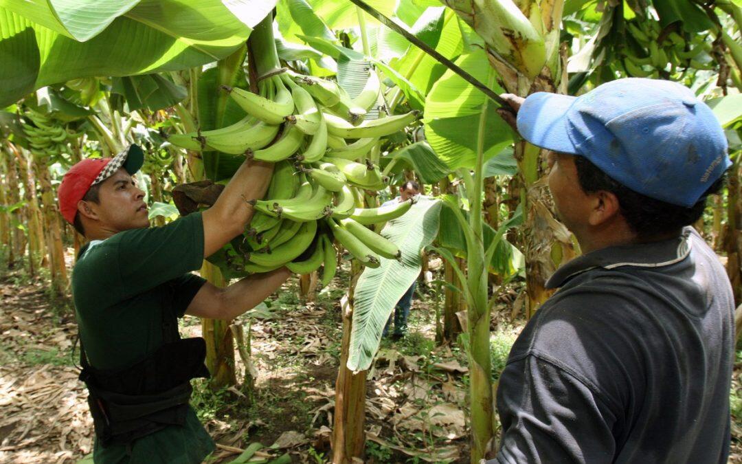 Algas marinas, para estimular las defensas del banano!!!