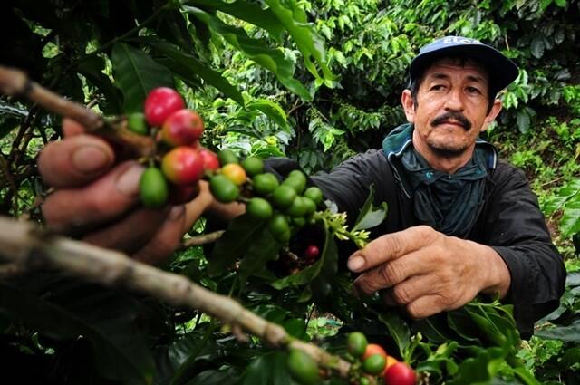 Nuevas razas de roya atacan el café!!