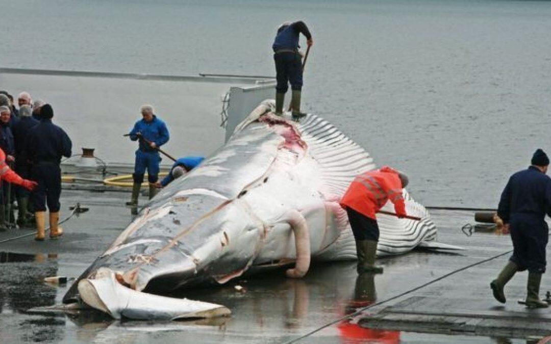 Día Mundial de las Ballenas y los Delfines, este año …Japón seguirá !!!