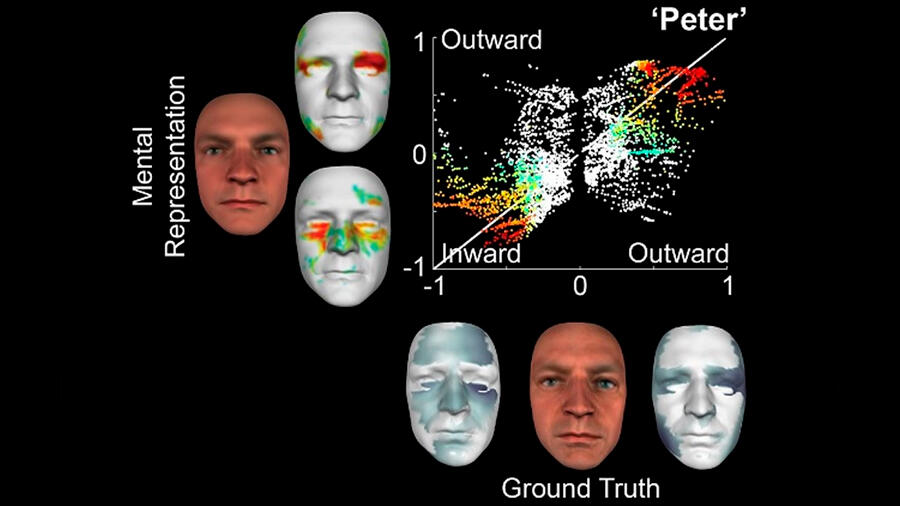 Nueva tecnología es capaz de convertir una imagen mental en una virtual