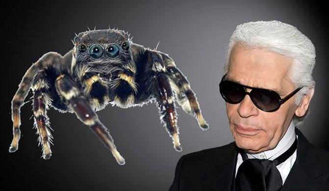 Una nueva araña saltarina nombrada en honor al diseñador Karl Lagerfeld