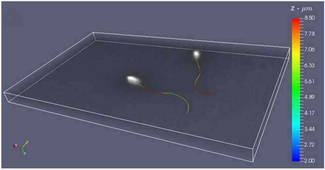 Técnica innovadora para observar el movimiento de los espermatozoides en 3D