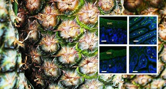 Desvelan el efecto analgésico de la bromelina del ananá