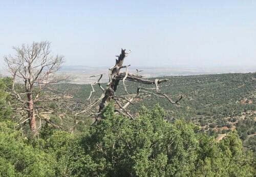 Nuevo método de alerta temprana de decaimiento forestal