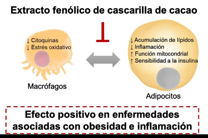 La cascarilla de cacao es beneficiosa para combatir enfermedades asociadas a la obesidad