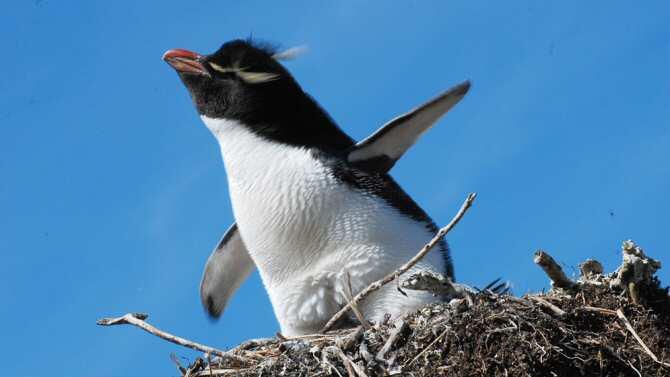 Grandes avances en estudios genéticos de pingüinos crestados