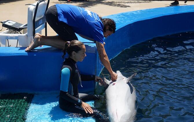 Los delfines regulan cada latido del corazón mientras bucean