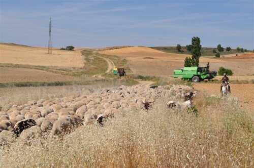 La dispersión de semillas por el ganado deja una huella genética en las plantas