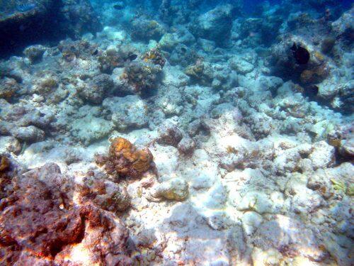 Moofushi_bleached_corals