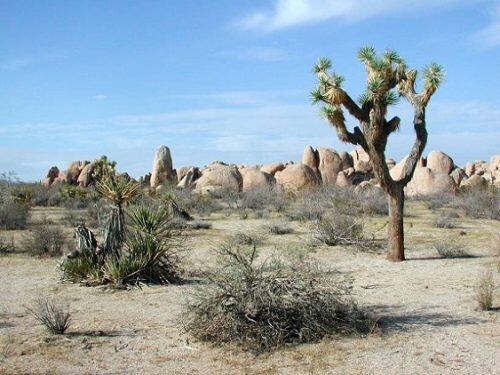 Parque-Nacional-de-Árboles-de-Josué