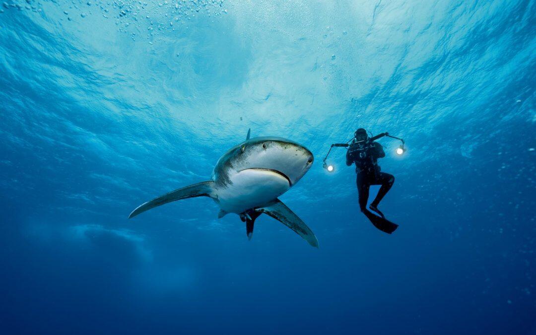 Tiburones oceánicos, víctimas de la sobrepesca.