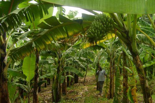 platano-campo