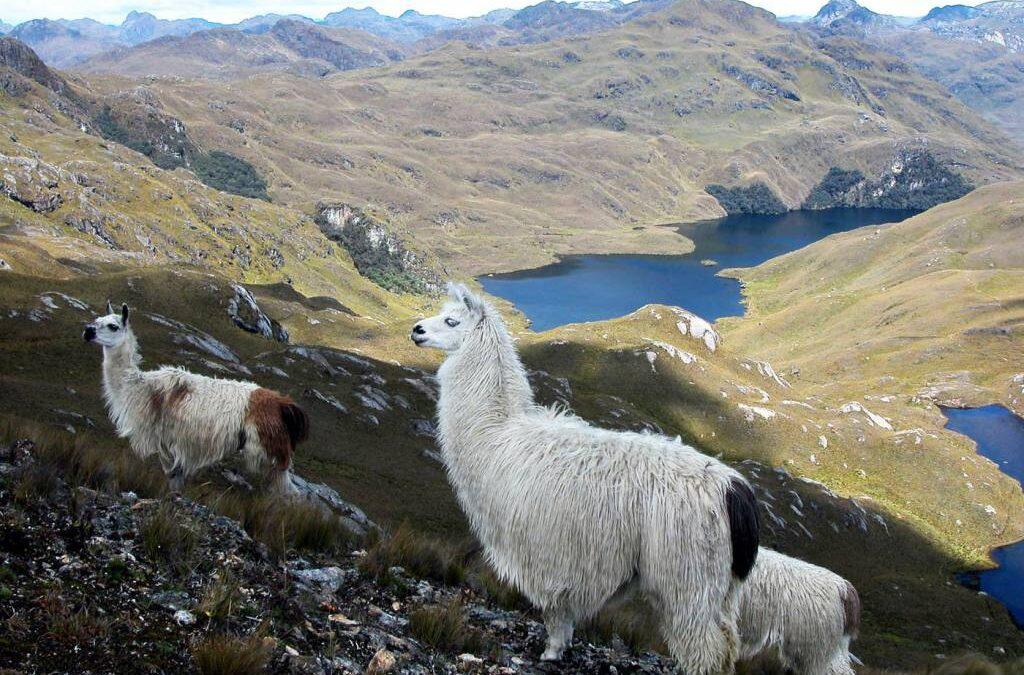 ¿Como generan las ‘islas en el cielo’  la biodiversidad andina?