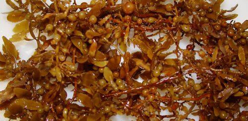 sargassum