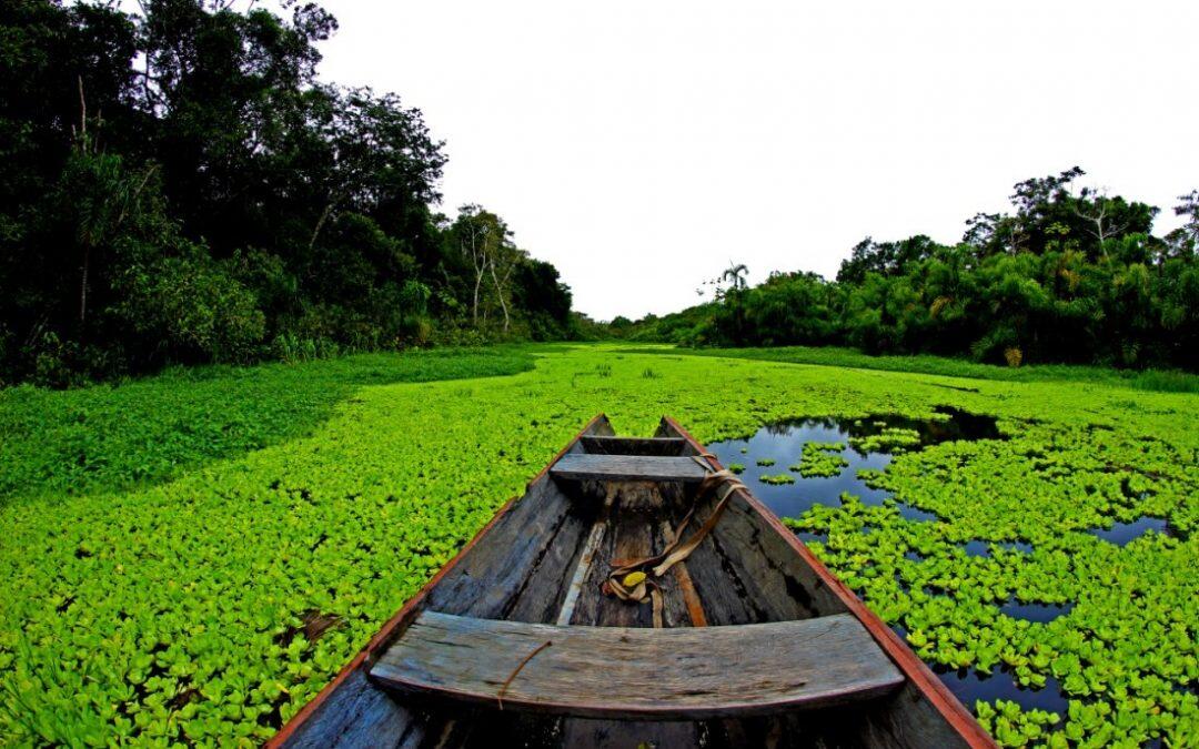 El bosque del Amazonas es tan grande que se extiende hasta en nueve naciones. Brazil, que es el hogar de el 30% de bosques de lluvia tropical que restan en la Tierra, tiene la mayor parte del Amazonas, con el 60%.