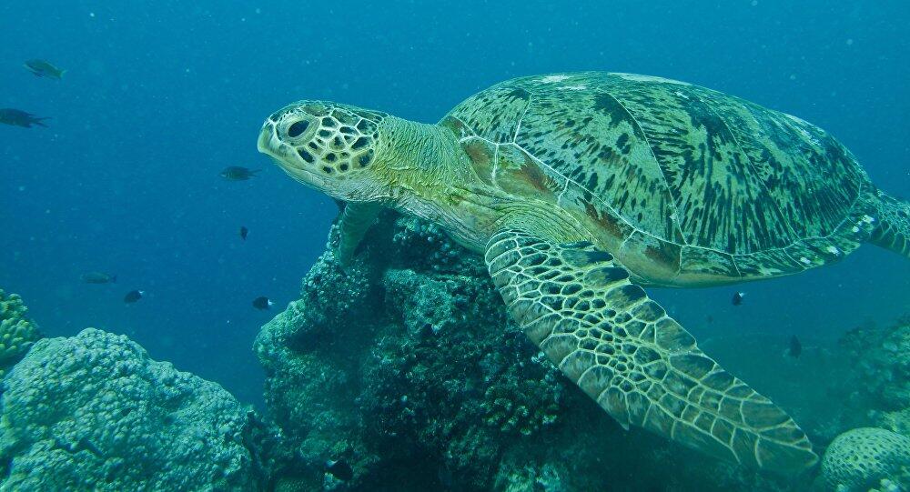 La tortuga verde, comen plásticos!!!