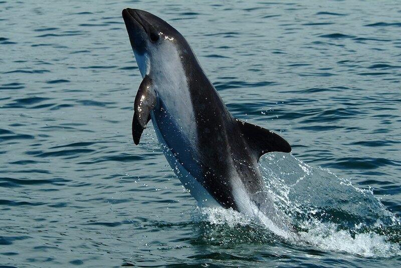 Investigadores de México y EU avistan a seis vaquitas marinas en el Alto Golfo de California