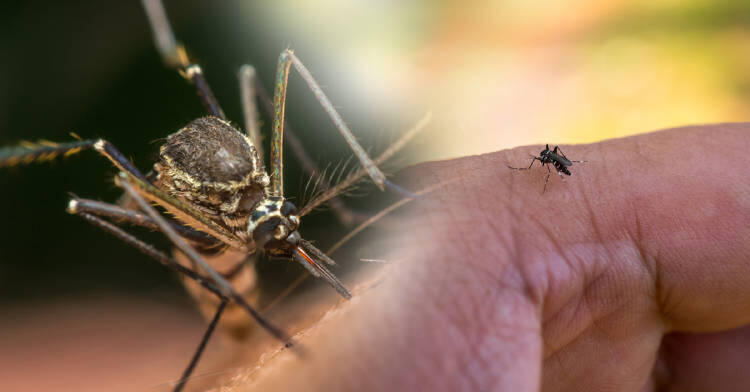 ¿Como el mosquito negro podría quitarte la vida?