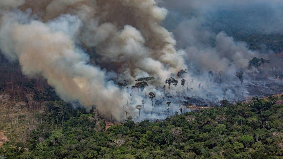 ¿Como afectan los incendios en el Amazonas, a los Los animales?