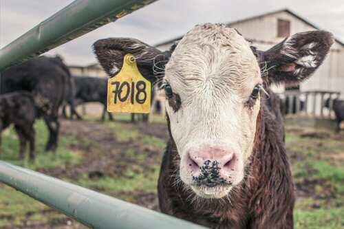 La ONU pide reducir el consumo de carne para frenar el cambio climático