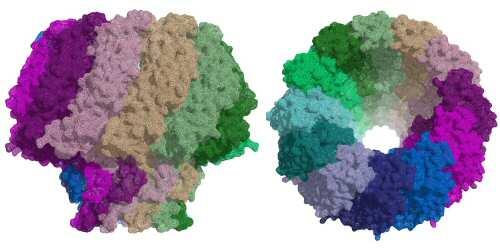 Describen una proteína esencial para la infección por el virus de Epstein-Barr