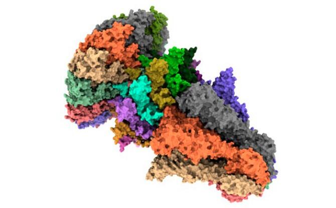 Descifran la estructura y el mecanismo de actuación de un complejo clave en la infección del virus bacteriófago T7