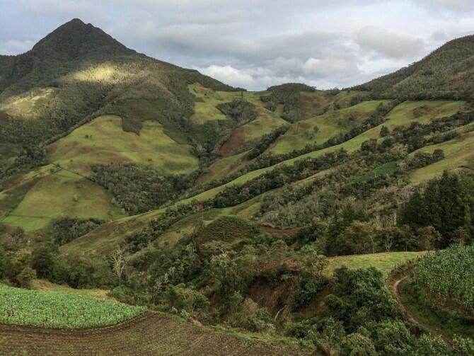 Evidencia emergente de que el conflicto armado y los cultivos de coca afectan los patrones de deforestación en Colombia