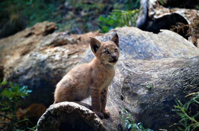 Nace el primer lince boreal en el Pirineo desde hace más de un siglo