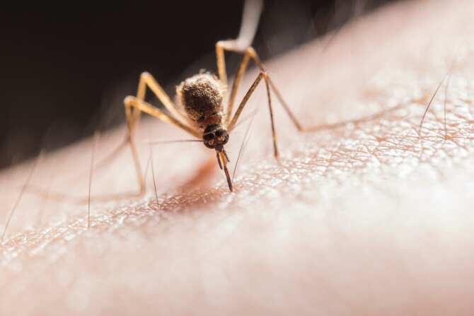 La malaria más mortífera llegó a Europa desde la India