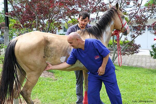 Elaboran una sustancia que regenera cartílago en caballos y humanos