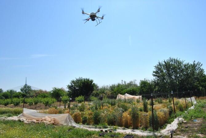 Un nuevo método basado en drones ayuda a escoger el cereal más apto para producir bioetanol