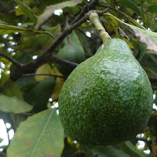 Secuenciado el genoma del aguacate