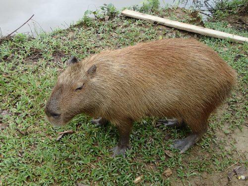 Flora and Fauna of the Amazon, near Misahualli and Tena World Challenge Expedition - Ecuador & Galapagos