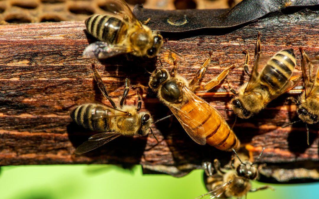 La colonia de abejas asesina a la reina que copula con dos machos