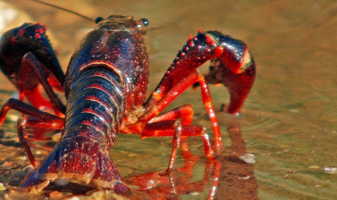 Especies invasoras de cangrejos de río transmiten ‘la peste del cangrejo’!!