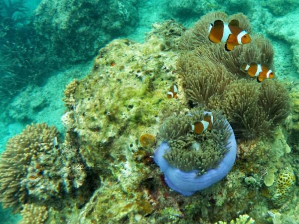 Los principales ecosistemas de agua salada