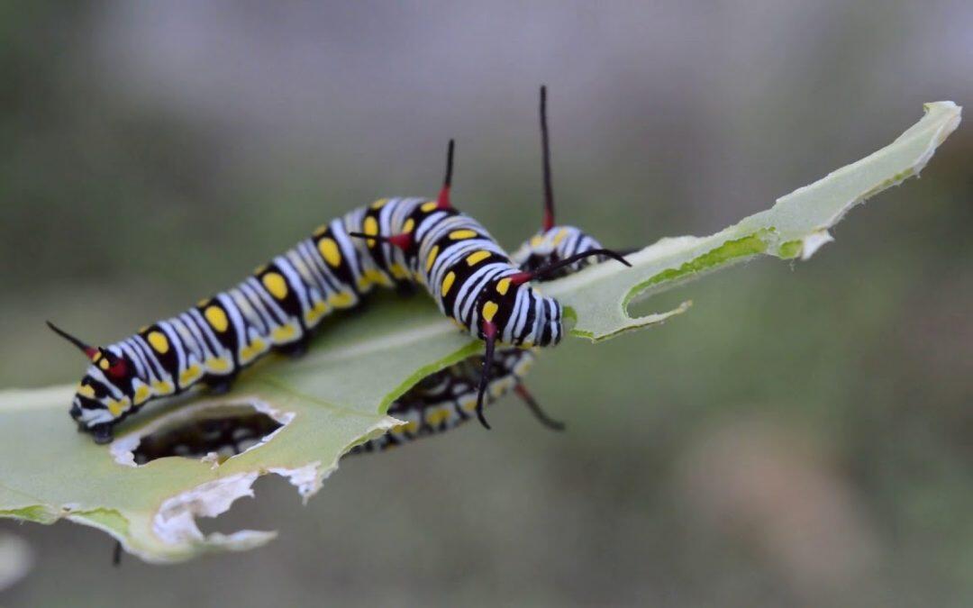 La larva que puede ‘ver’ los colores a través de la piel