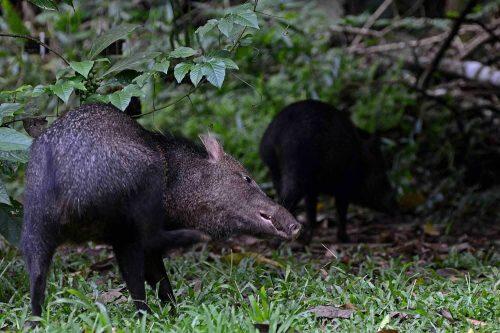 peccary