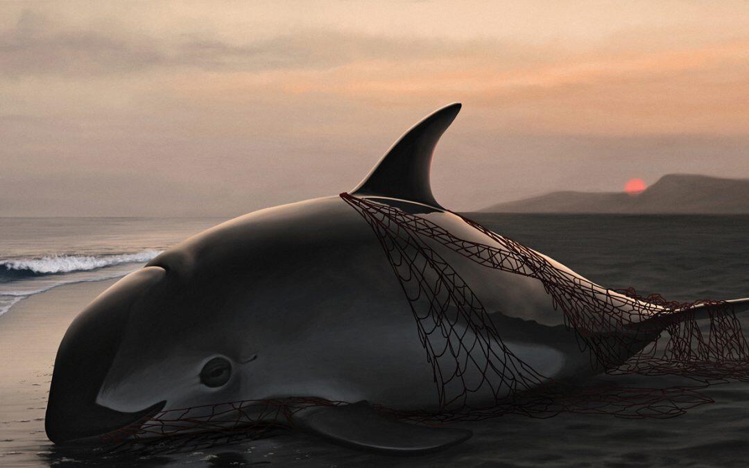 Extinción rapida de vaquita marina, Cuáles son las causas ?