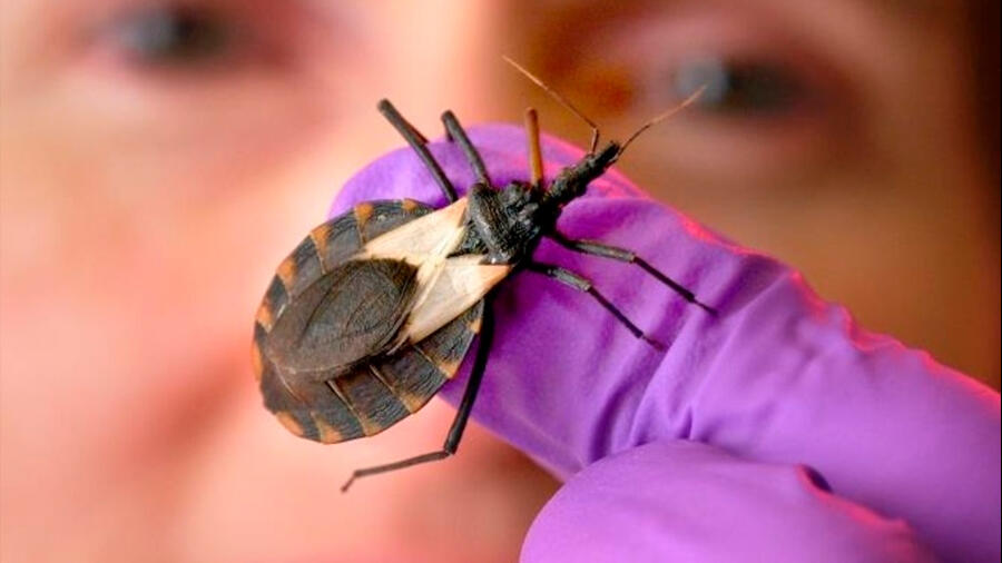 Investigadores descubren que el parásito Chagas sí se reproduce sexualmente