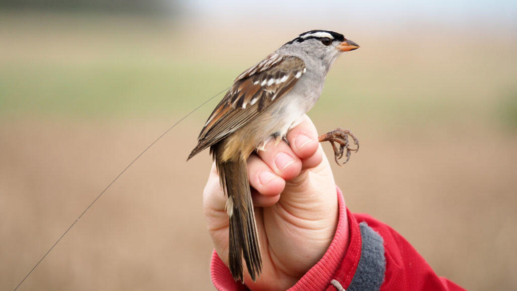 Les oiseaux nourris avec un pesticide commun ont perdu du poids rapidement et ont eu des retards de migration