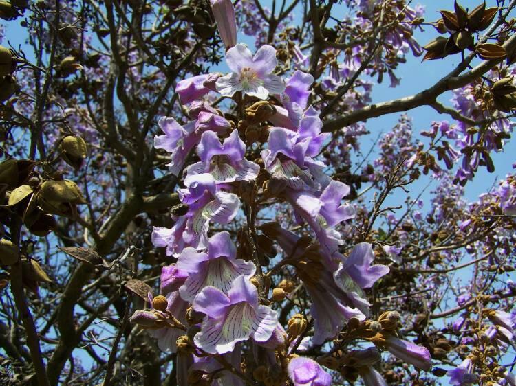 kiri, el árbol que podría salvar el planeta!!!