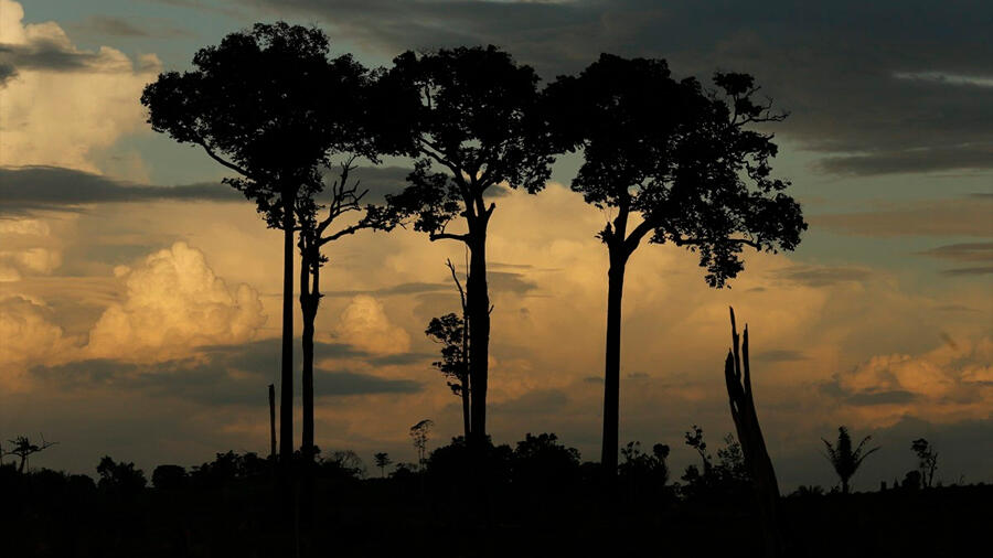 Hallan el árbol más alto del Amazonas: 88 metros