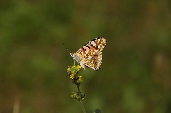 Un nuevo modelo predice la larga migración de la mariposa Vanessa cardui en base a dónde se reproduce