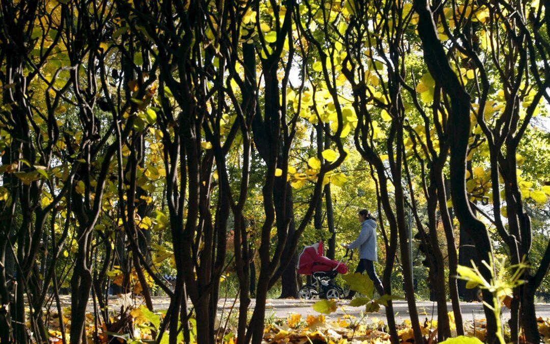 ¿Cuales son los Bosques boreales?