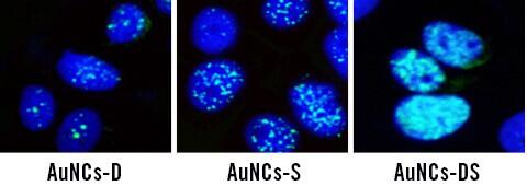 Nanoterapia: la liberación controlada de quimioterapéuticos para combatir células madre cancerosas